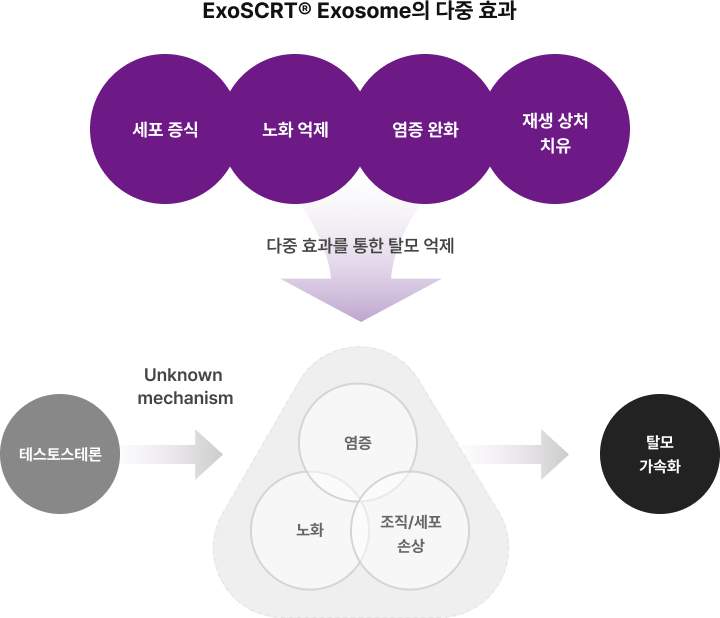 재생 치료학, 탈모에 적용되는 효능