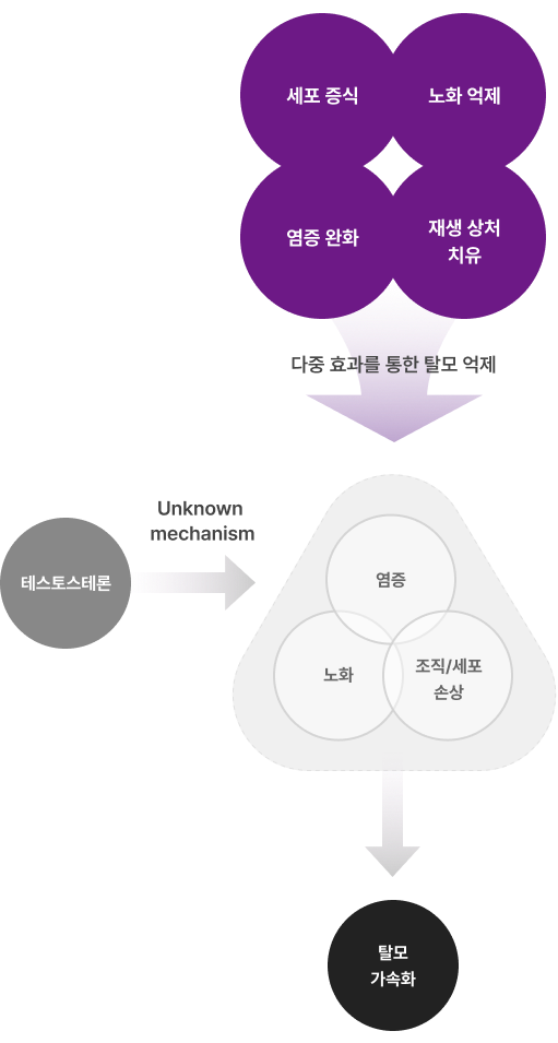 재생 치료학, 탈모에 적용되는 효능