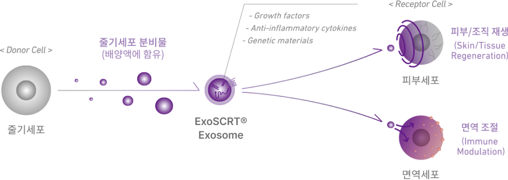 ExoSCRT® Exosome의 기능