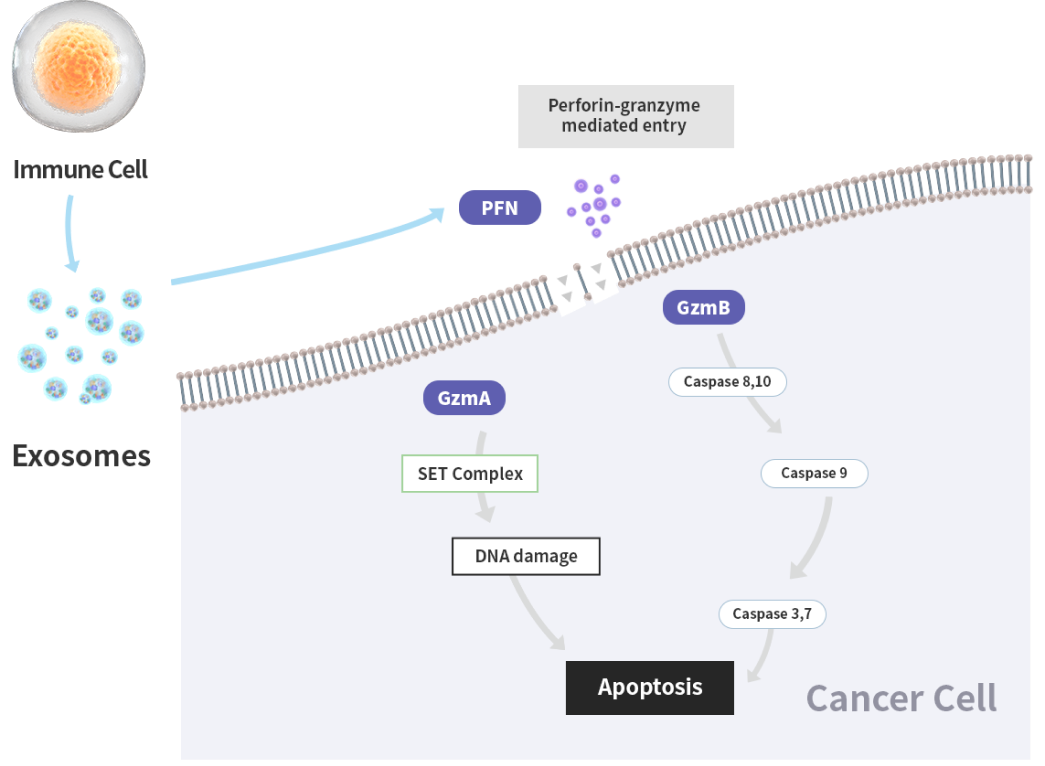 ExoSCRT® Exosome의 효능
